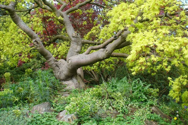 Bahar tomurcukları olan güzel bir ağaç