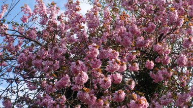 Japon kiraz çiçekleri baharda açar