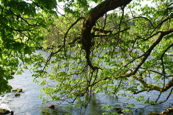 Wild Chestnut Tree Branches Hang River Spring — Stock Photo, Image