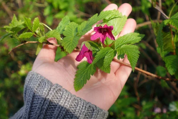 Lady Holds Salmonberry Flower Her Hands — Fotografie, imagine de stoc