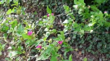 Baharda rüzgarda esen somon üzümü çalısı.