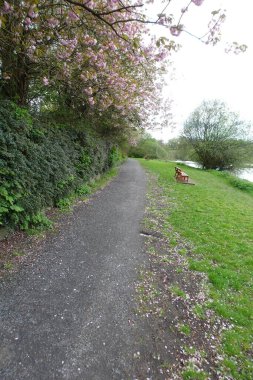 Parktaki yolda çiçek yaprakları.