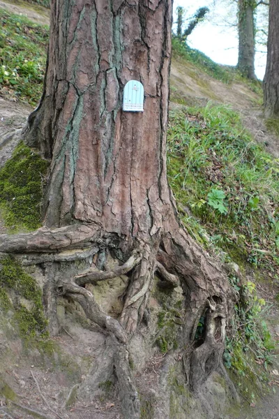 Fairy Tale House Tree — Stock Photo, Image