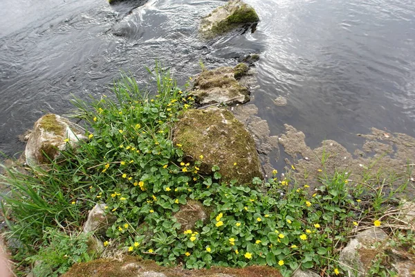 River Sunny Day — Stock Photo, Image