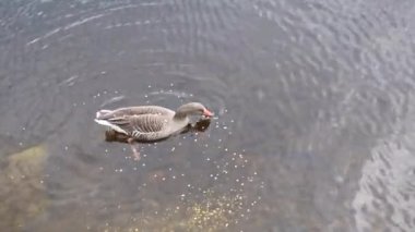 Aç yaban kazı yulaf yer ve sonra vahşi ördeklere katılır.