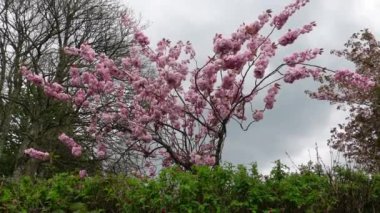 Kiraz çiçeğinin dalları hafif rüzgarla savrulur.