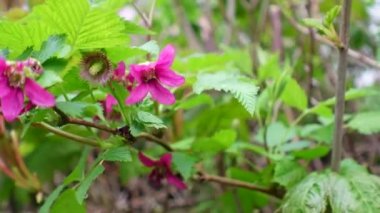 Somon böğürtlen dalı rüzgarda savruluyor
