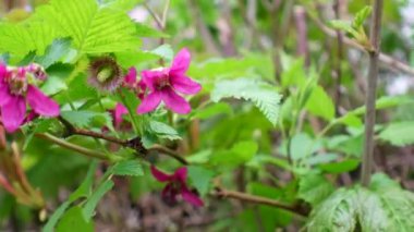 Rüzgarla savrulan dalda somon çileği çiçekleri
