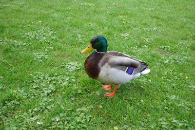 Erkek ördek çimlerin üzerinde duruyor.