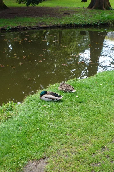 Ducks Resting Lake — Stock Photo, Image