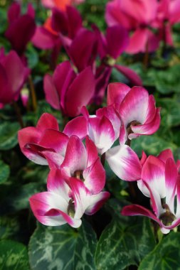 Sonbaharda güzel bir siklamen çiçek açar.