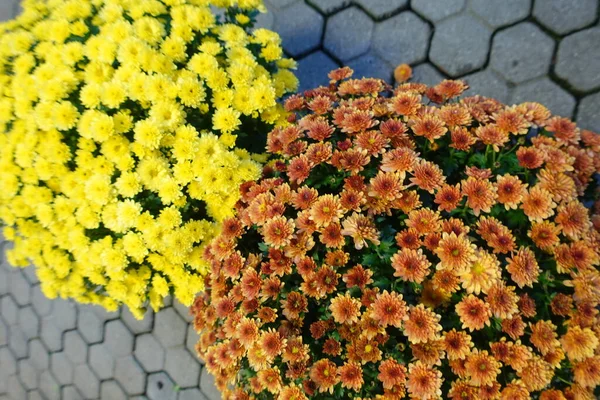 Beaux Chrysanthèmes Brun Rouille Jaune Automne — Photo