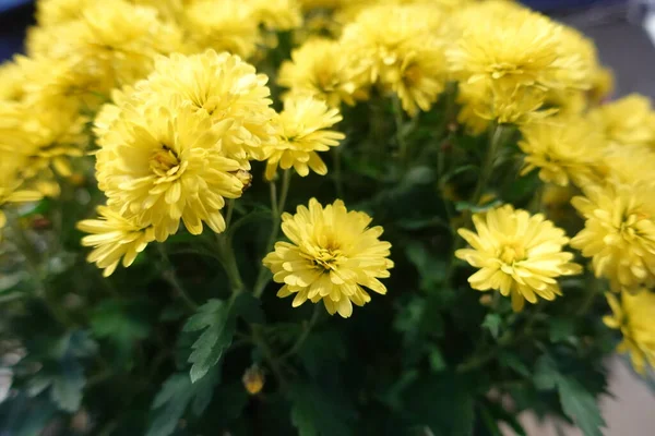 Belles Fleurs Chrysanthème Jaune Automne — Photo