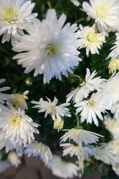 Krásná Bílá Chryzantéma Kvete Podzim — Stock fotografie