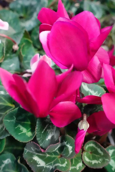 Gyönyörű Ciklámen Virágzik Ősszel — Stock Fotó