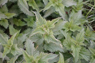 Tarlada yetişen güzel yeşil ısırgan otu