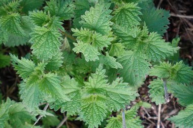 Tarlada yetişen güzel yeşil ısırgan otu