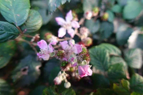 Mûre Noire Fleurit Octobre — Photo