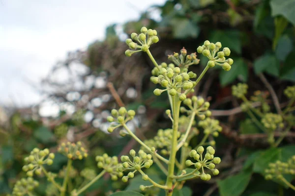 Flor Hiedra Octubre —  Fotos de Stock