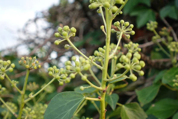 Flor Hiedra Octubre —  Fotos de Stock