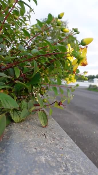 Arbusto Com Flores Amarelas Vento Campo Lado Estrada — Vídeo de Stock