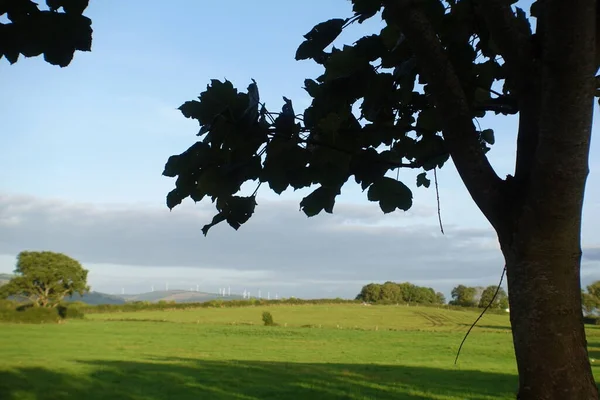 Día Soleado Claro Hermoso Prado Rural — Foto de Stock