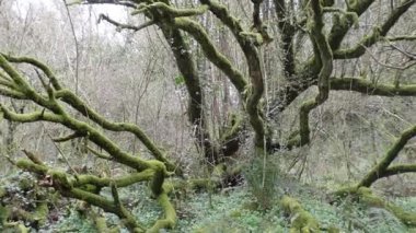 Ormanda yosunlu ağaç dalları