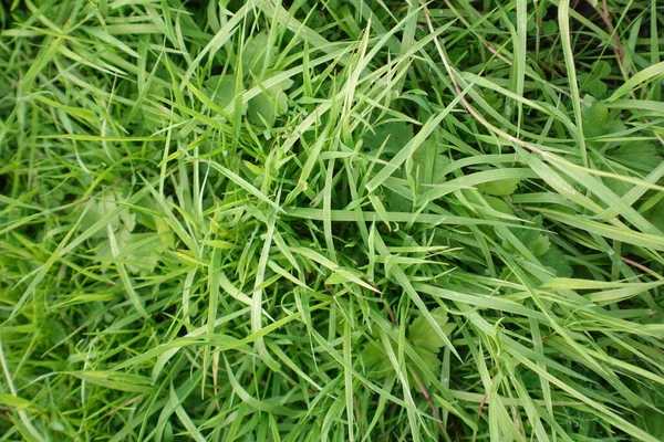 Herbe Verte Dans Champ — Photo