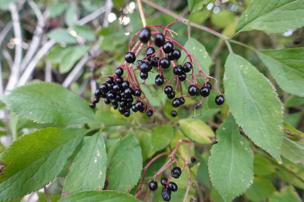 秋天的黑莓 — 图库照片