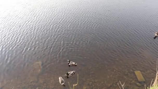 Голодні Качки Разом Плавають Їдять Разом — стокове відео