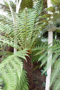 Bahar zamanı dev eğreltiotu