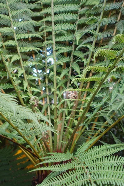 Fern Leaves Open Spring — Stock Photo, Image