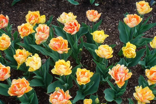 Парке Цветут Оранжево Желтые Тюльпаны — стоковое фото