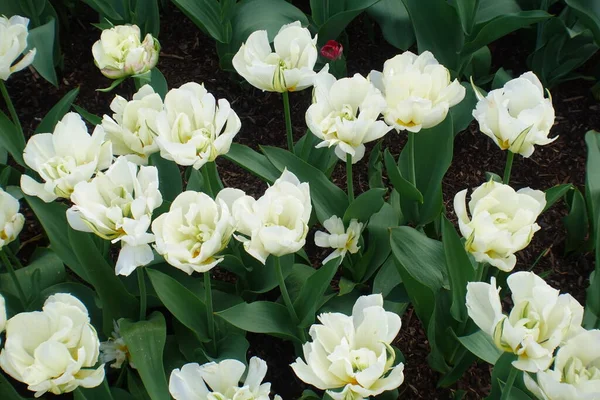 Tulipes Blanches Fleurissant Printemps — Photo