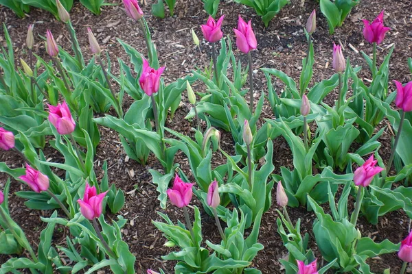 Belle Floraison Tulipes Printemps — Photo