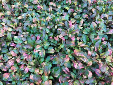 Colourful flower leaves background