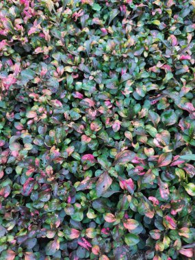 Colourful flower leaves background