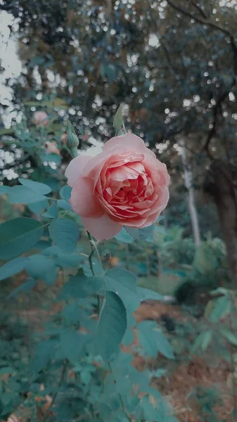 Orange Rose Flower Blooming — Photo