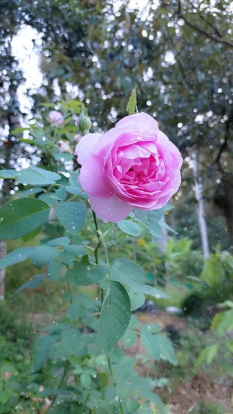 Pink Rose Flower Blooming — Zdjęcie stockowe