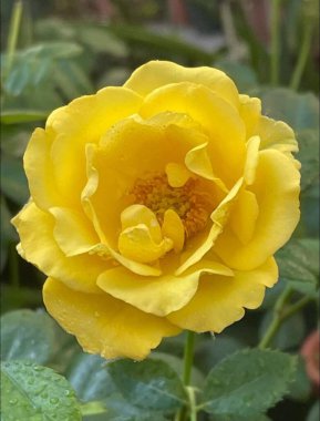 Çiçek açan güzel gül (sarı renk))