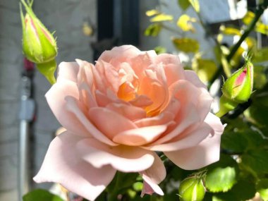 Çiçek açan güzel güller (krem rengi))