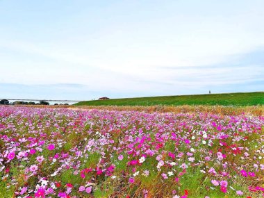 Güzel gökyüzü arkaplanlı güzel renkli çiçekler