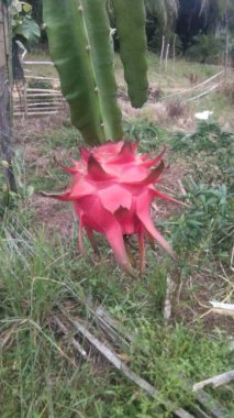 Olgun Ejder meyvesi hasat etmeye hazır.