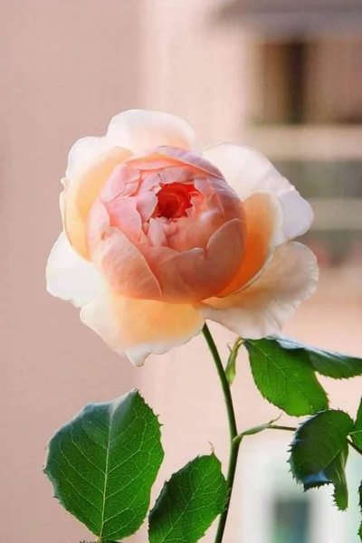 Fleurs Roses Orangées Fleurissant — Photo