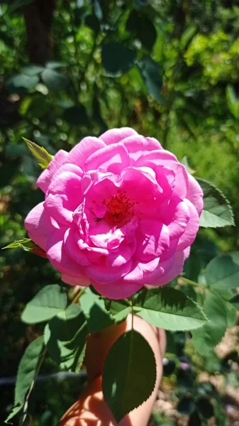Flores Rosa Rosa Florescendo — Fotografia de Stock