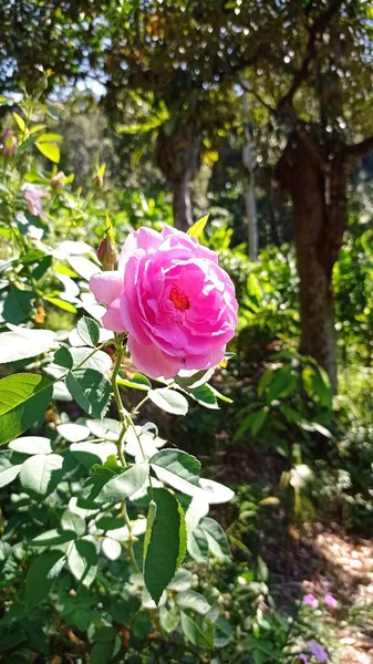 Rosenrosa Blüten Blühen — Stockfoto