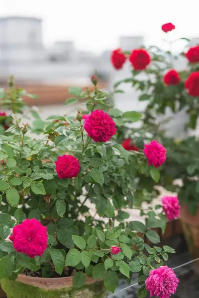 Цветущие Красные Розы — стоковое фото