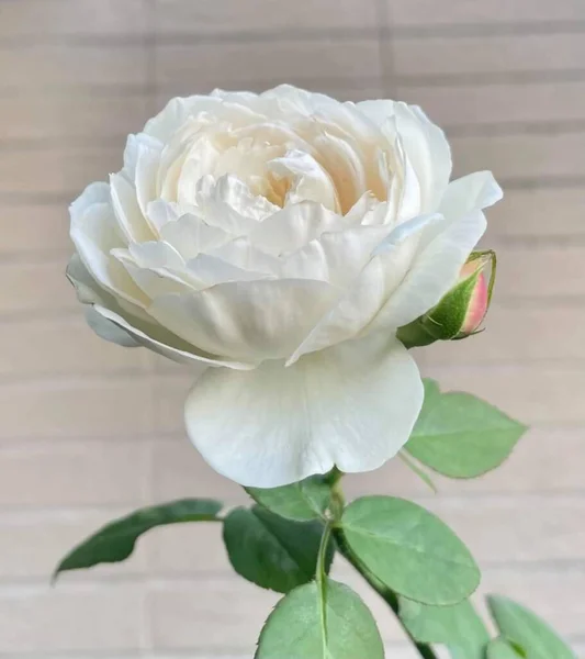 Beautiful Rose Flower Blooming White Colour — Stock Photo, Image