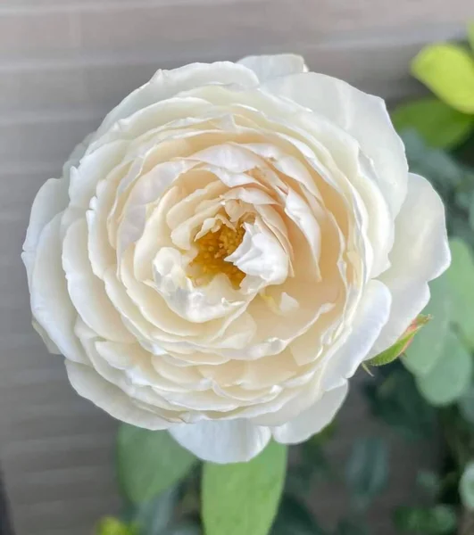 Bela Flor Rosa Florescendo Cor Branca — Fotografia de Stock