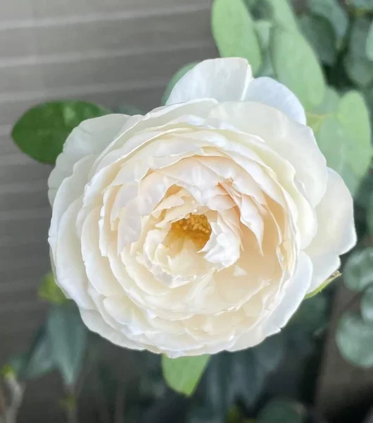 Schöne Rosenblüte Blüht Weiße Farbe — Stockfoto